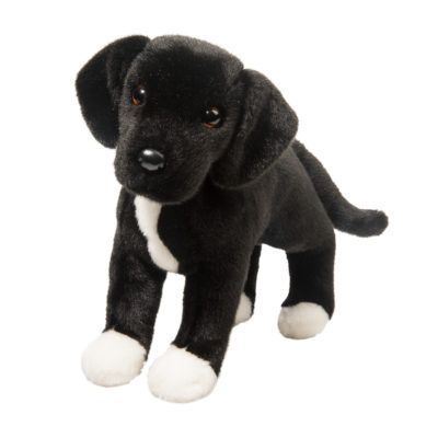 Twister Black Lab/Pit Bull Mix