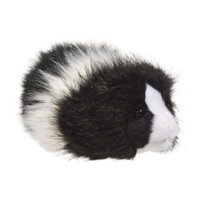 Angora Guinea Pig