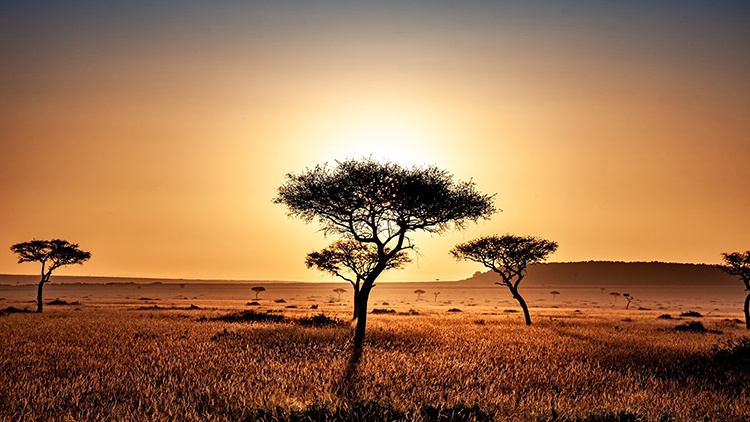 Join Us On a DOUGLAS Safari!